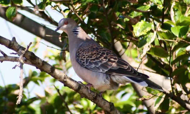 Participez aux consultations publiques : défendons les oiseaux menacés avant le 22 août