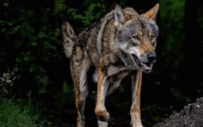 Baisse de l’espérance de vie des loups en France