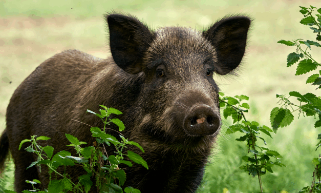 Indemnisation des dégâts de gibier : un prétexte pour justifier la chasse ?
