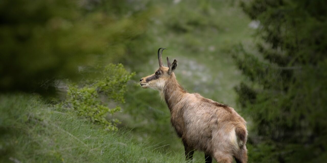 Chamois et Isards : quand la chasse met en danger la montagne