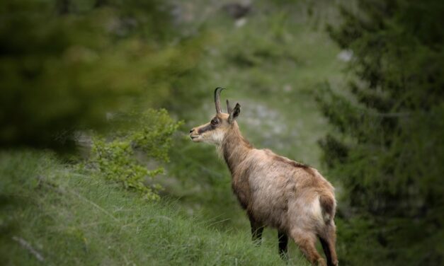 Chamois et Isards : quand la chasse met en danger la montagne