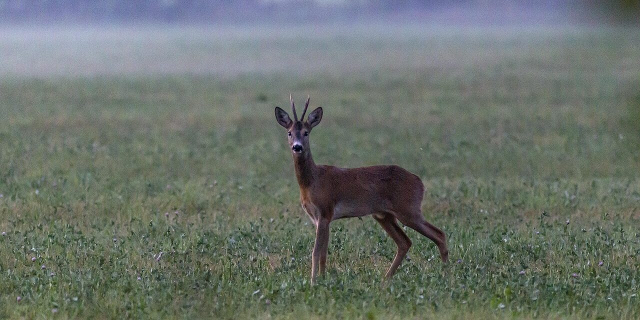 Ouverture de la chasse : chevreuils en crise, sangliers en excès