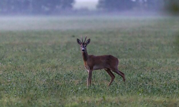Ouverture de la chasse : chevreuils en crise, sangliers en excès