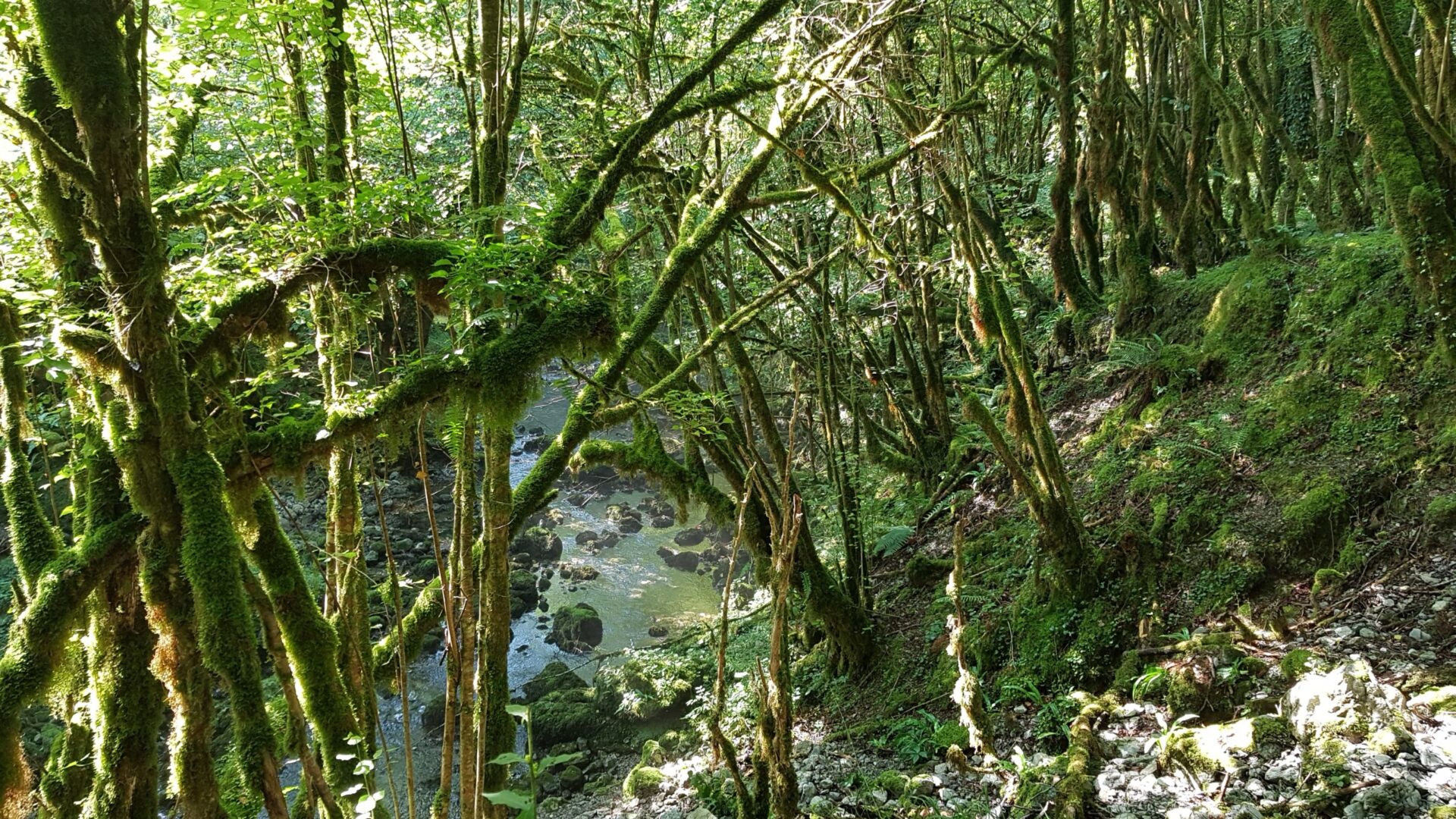 Forêt naturelle laissée en libre évolution