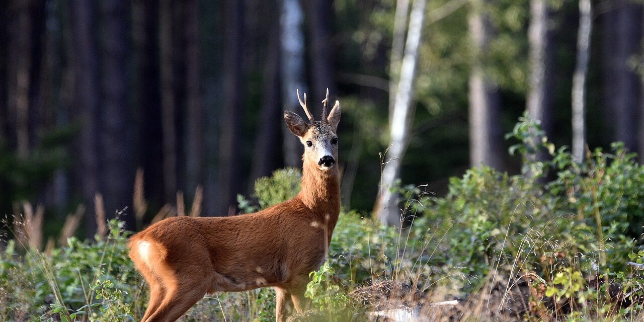 Halte au « choc de régulation » : classer les cervidés en ESOD, et puis quoi encore ?