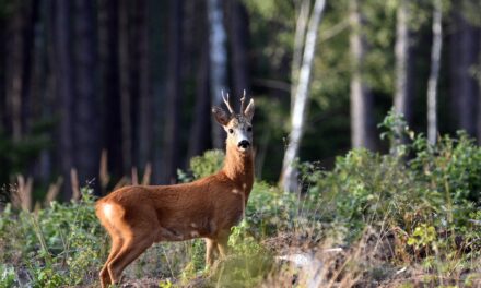 Halte au « choc de régulation » : classer les cervidés en ESOD, et puis quoi encore ?
