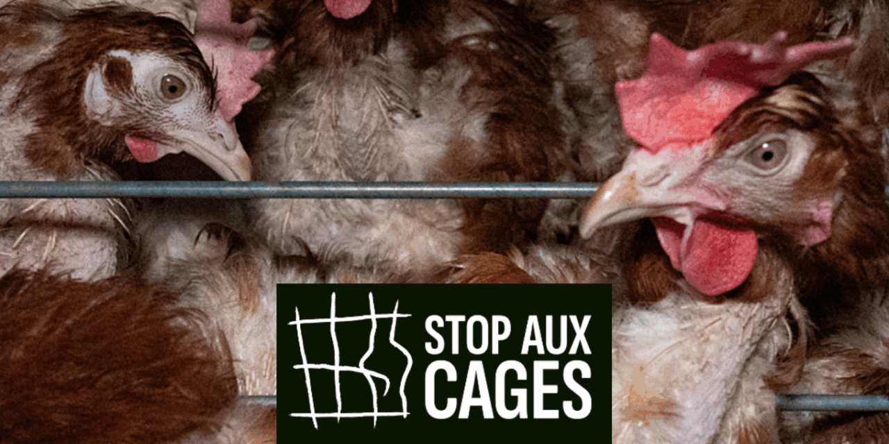 Grande déception : en 2026 l’UE ne semble pas vouloir s’engager le bien-être animal