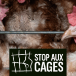 Grande déception : en 2026 l’UE ne semble pas vouloir s’engager le bien-être animal