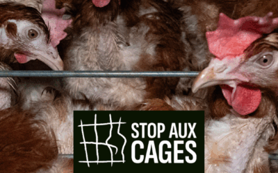 Grande déception : en 2026 l’UE ne semble pas vouloir s’engager le bien-être animal