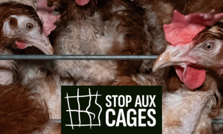 Grande déception : en 2026 l’UE ne semble pas vouloir s’engager le bien-être animal