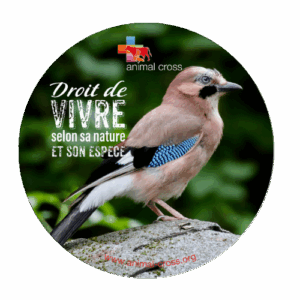 Magnet - Droit de vivre - Geai des chênes