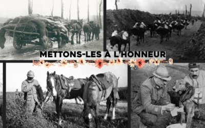 Ces animaux morts pour la France que nous ne devons pas oublier