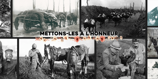 Ces animaux morts pour la France que nous ne devons pas oublier