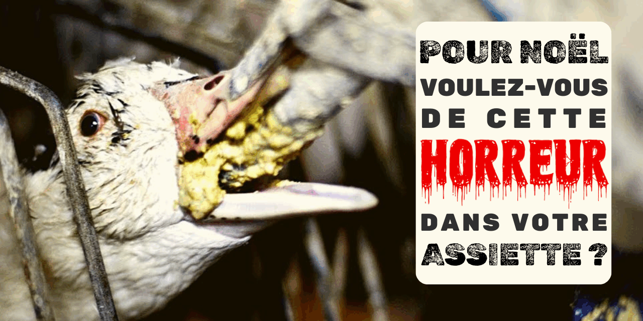 Foie gras pour Noël : l’horreur derrière la magie,           au nom de la gastronomie
