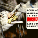 Foie gras pour Noël : l’horreur derrière la magie,           au nom de la gastronomie