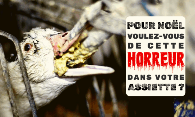 Foie gras pour Noël : l’horreur derrière la magie,           au nom de la gastronomie