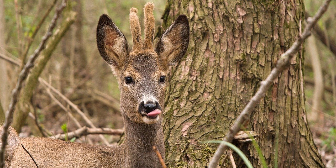Le chevreuil : destructeur de forêts ou victime d’idées reçues ?