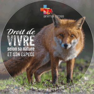 Autocollant - Droit de vivre - Renard