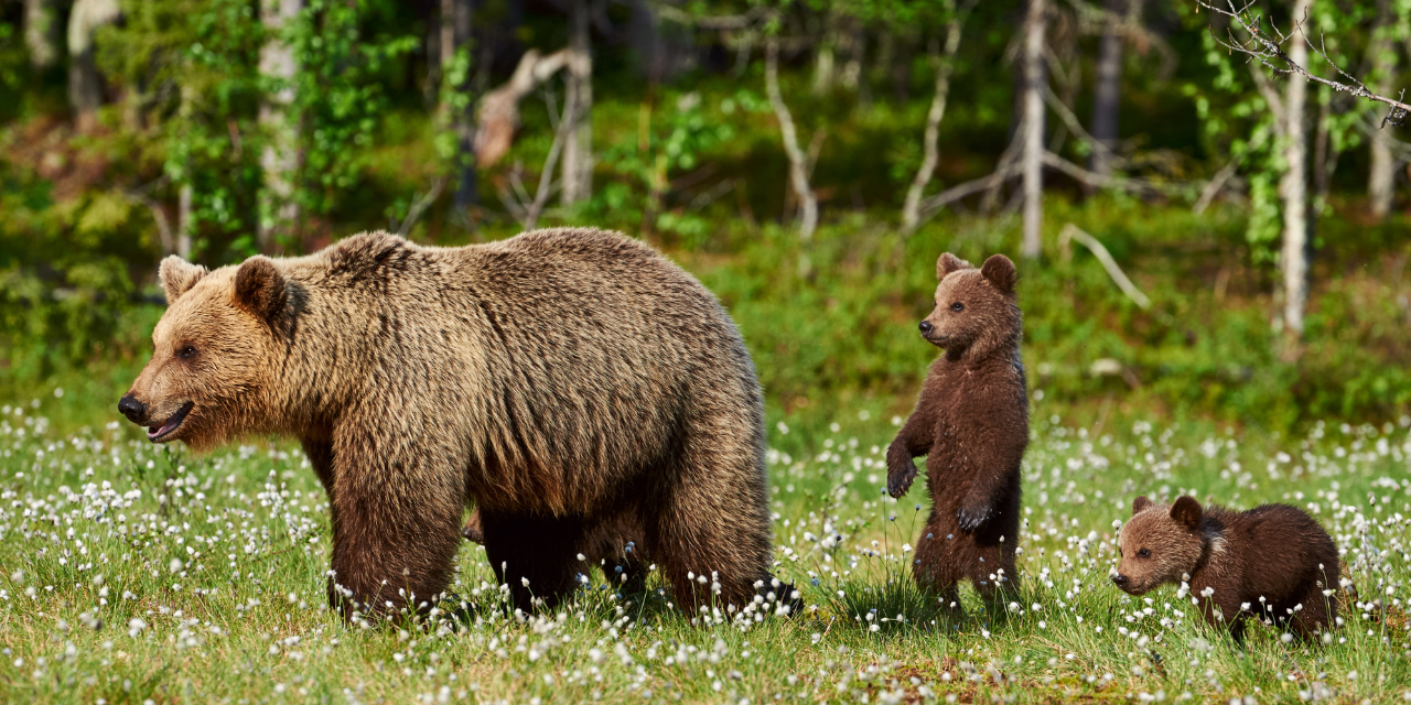 Consultation : une révision inquiétante des mesures de conditionnement aversif des ours
