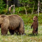 Consultation : une révision inquiétante des mesures de conditionnement aversif des ours