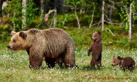 Consultation : une révision inquiétante des mesures de conditionnement aversif des ours