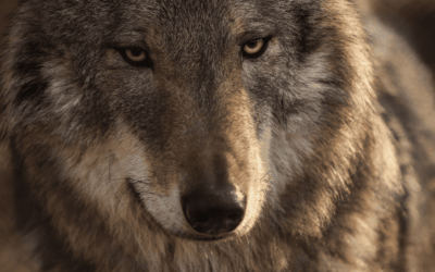 Consultation publique : un nouvel arrêté qui pourrait signer le déclin du loup