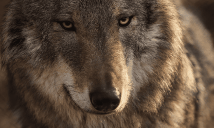 Consultation publique : un nouvel arrêté qui pourrait signer le déclin du loup