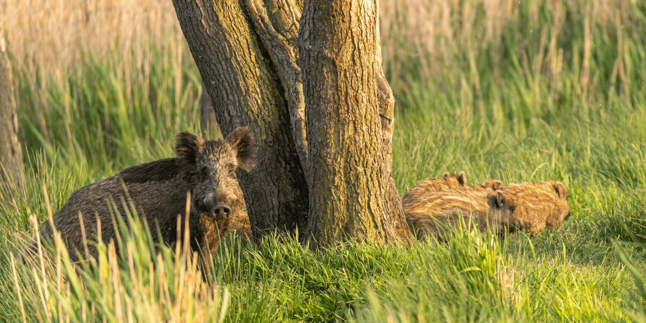 Consultation : dans le 65, un projet d’arrêté préfectoral à charge pour le sanglier