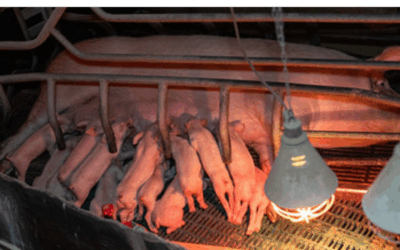 Consultation publique : pour une législation ambitieuse sur le bien-être animal