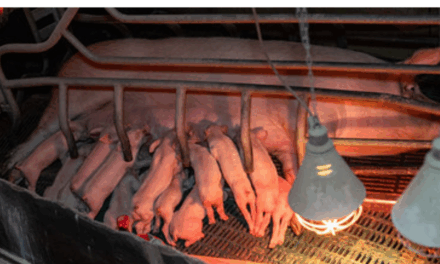 Consultation publique : pour une législation ambitieuse sur le bien-être animal