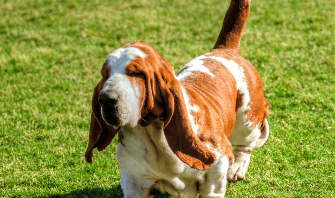 Des races créées, des chiens dénaturés pour chasser
