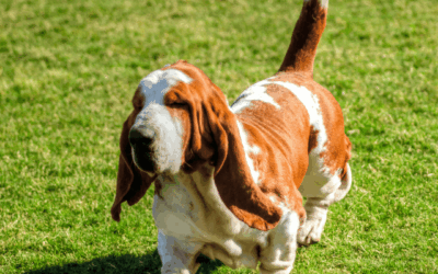 Des races créées, des chiens dénaturés pour chasser