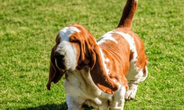 Des races créées, des chiens dénaturés pour chasser