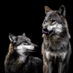 Recours contre le déclassement des loups : La France choisit la censure et le passage en force !