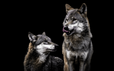 Recours contre le déclassement des loups : La France choisit la censure et le passage en force !