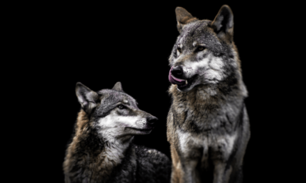 Recours contre le déclassement des loups : La France choisit la censure et le passage en force !