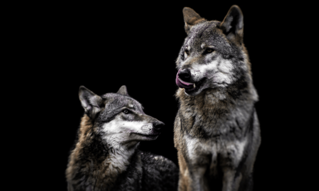 Recours contre le déclassement des loups : La France choisit la censure et le passage en force !