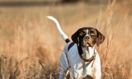 Des races créées, des chiens dénaturés pour chasser