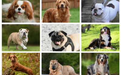 Maladies raciales d’origine génétique chez les chiens : une souffrance évitable, une inaction coupable