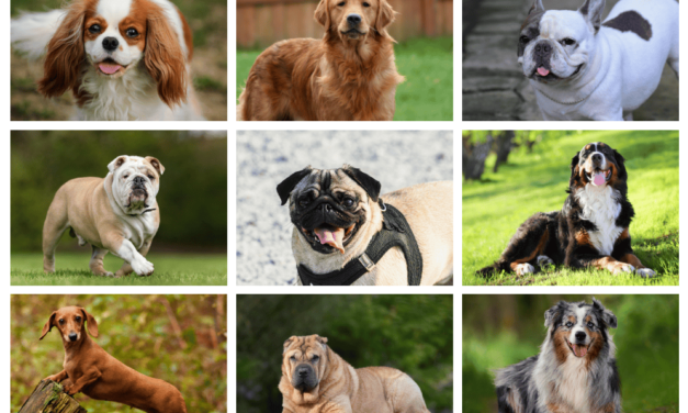 Maladies raciales d’origine génétique chez les chiens : une souffrance évitable, une inaction coupable