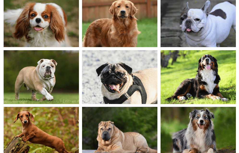 Maladies raciales d’origine génétique chez les chiens : une souffrance évitable, une inaction coupable