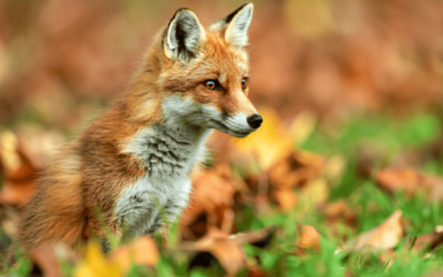 Lancement d’une pétition commune avec 7 associations pour sortir le renard de la liste “ESOD”