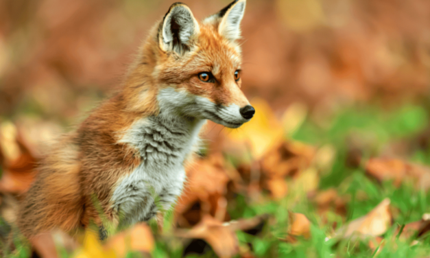 Lancement d’une pétition commune avec 7 associations pour sortir le renard de la liste “ESOD”