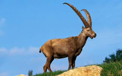 Bouquetins du Bargy : la justice condamne l’État pour mise à mort illégale