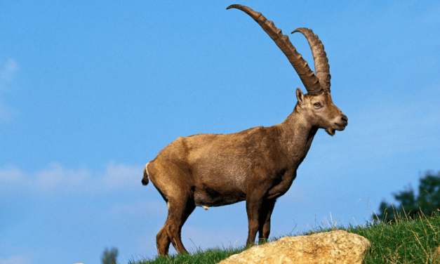 Bouquetins du Bargy : la justice condamne l’État pour mise à mort illégale  