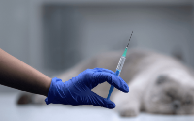 La face cachée de l’euthanasie de convenance en France : plus de 100 000 vies sacrifiées par an !