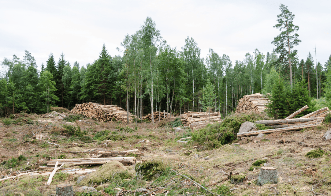 Le Projet NACRE : une menace industrielle pour l’équilibre de nos Forêts
