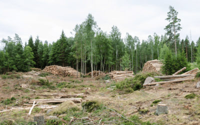 Projet NACRE : notre forêt en danger — donnez votre avis avant le 6 février