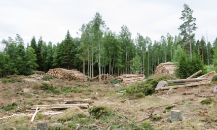 Le Projet NACRE : une menace industrielle pour l’équilibre de nos Forêts