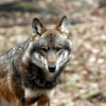 Destruction illégale d’un loup dans le Cantal : nous ne laisserons pas faire !